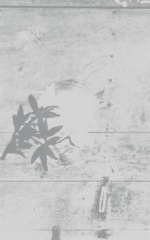綠