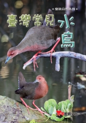 臺灣常見水鳥